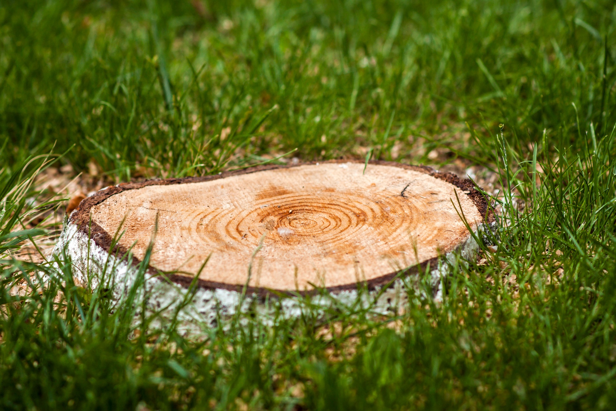 stump of a tree in green grass