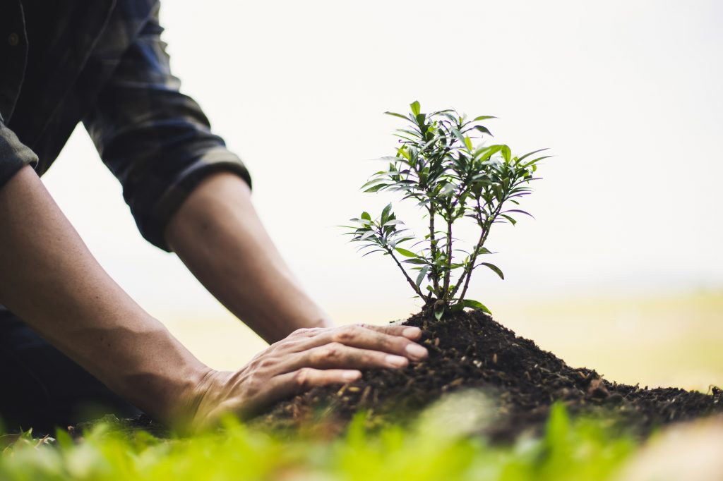 Tree Planting