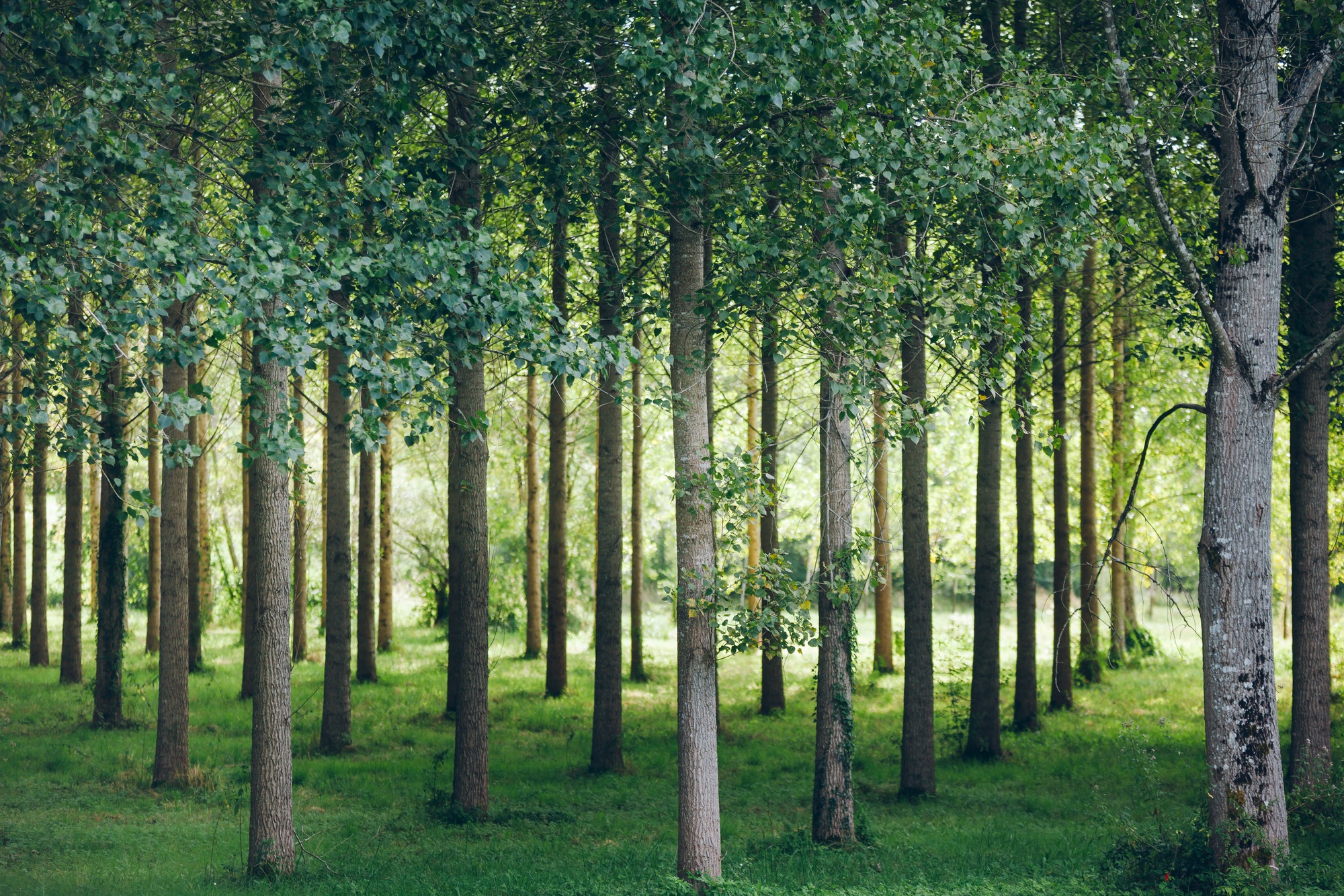Trees planted in a row in the forest