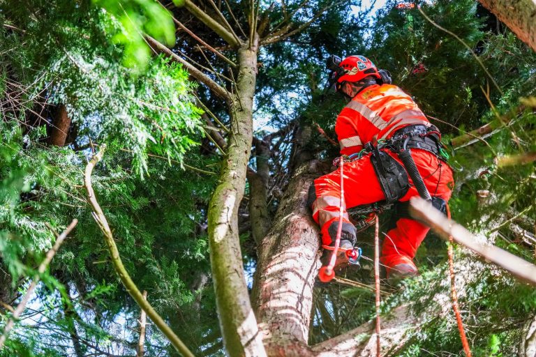 Tree Surgeon Devon