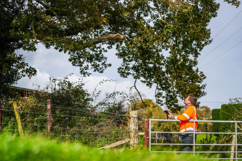 tree removal permission in Devon
