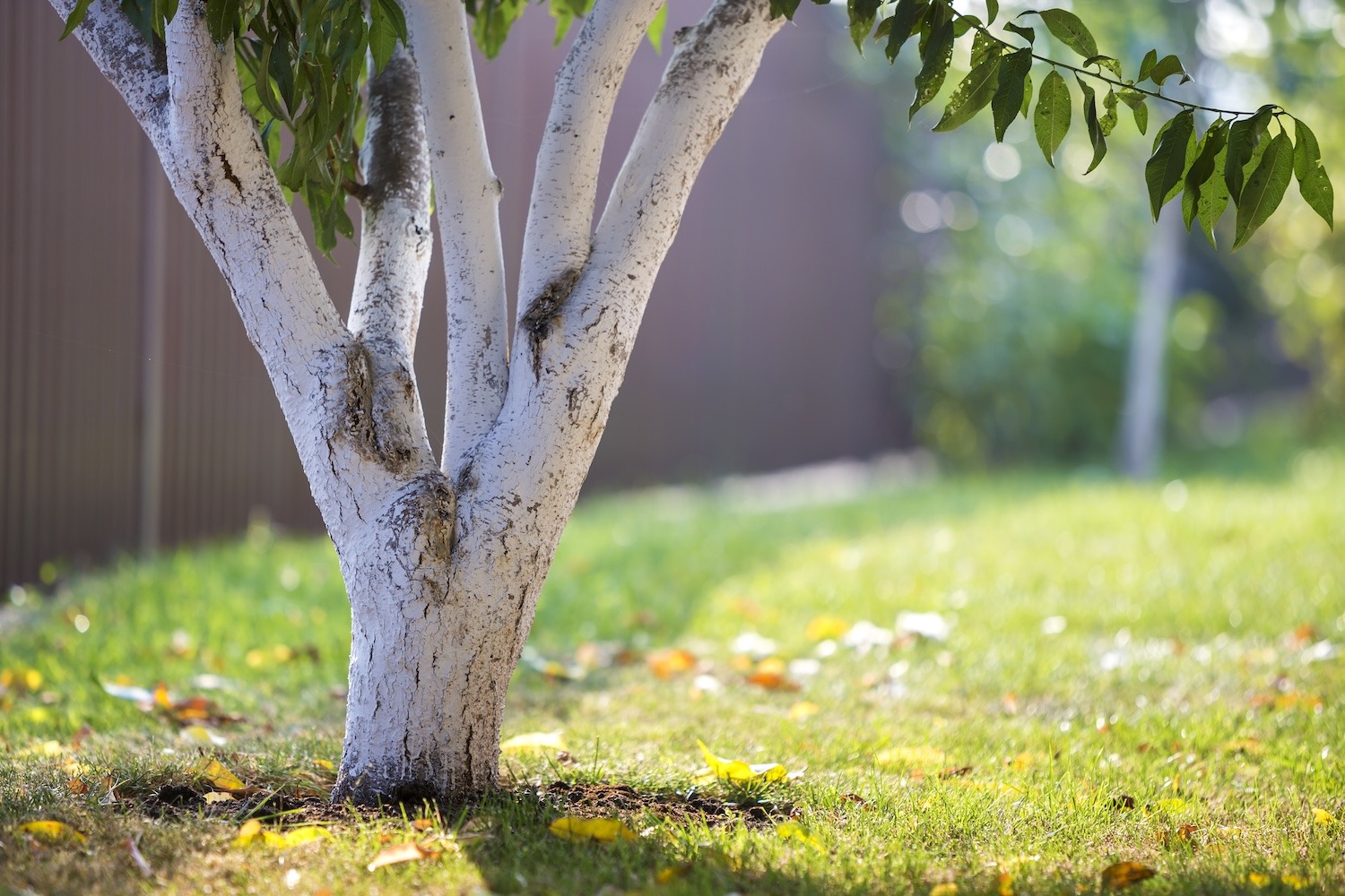 tree zoning for homeowners