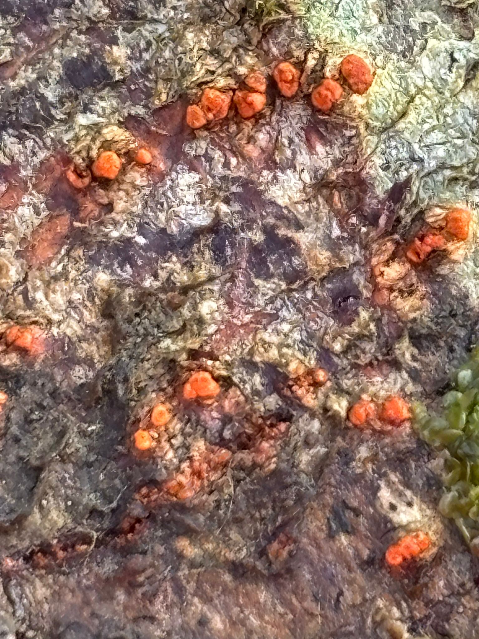 Close-up of a rough rock surface with small orange crust-like fungi growing in clusters across the stone.