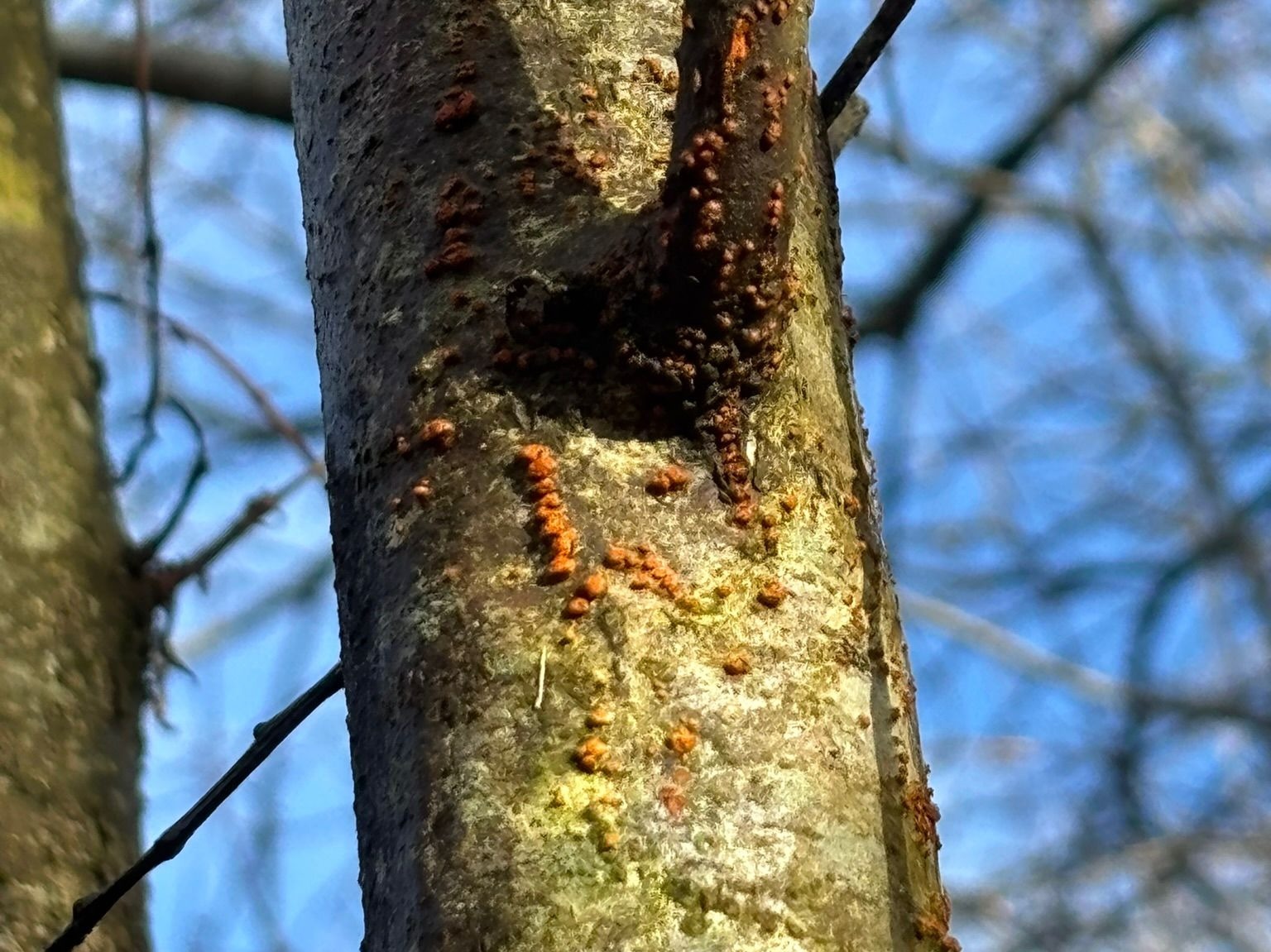 Close-up of tree bark covered with orange-brown scale insects.