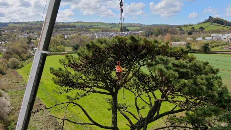 Tree surgeon in an orange safety vest and harness trimming a large tree from a crane with a rural valley and village in the background