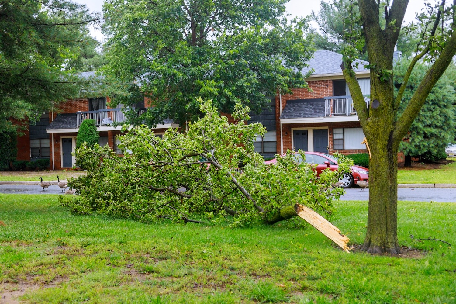The broken trees after powerful during a hurricane storm damage