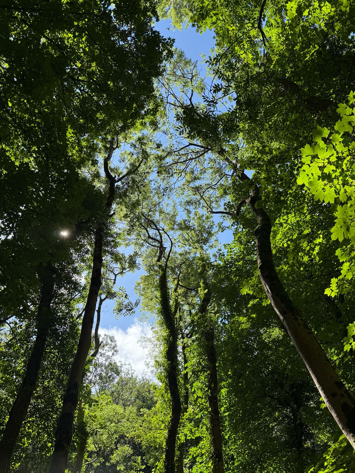 Looking up through a forest canopy of tall trees with green leaves toward a bright blue sky, sunlight filtering through the foliage.