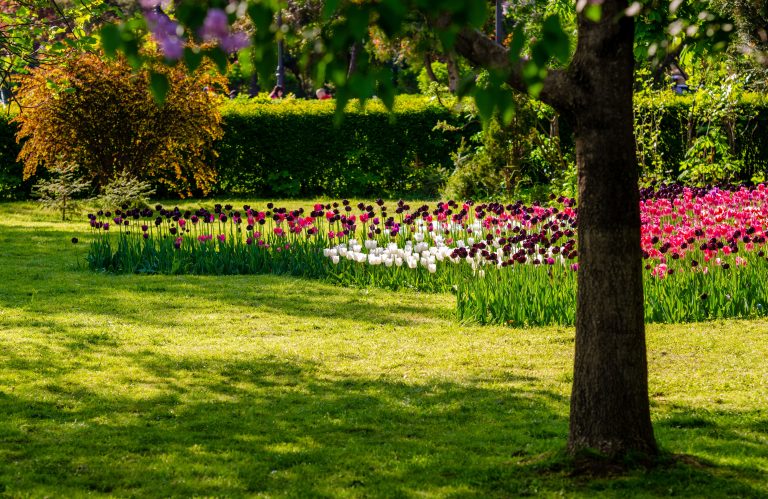 Tulip flower bed in white, pink, and purple with green lawn and hedges behind, a tree trunk on the right.