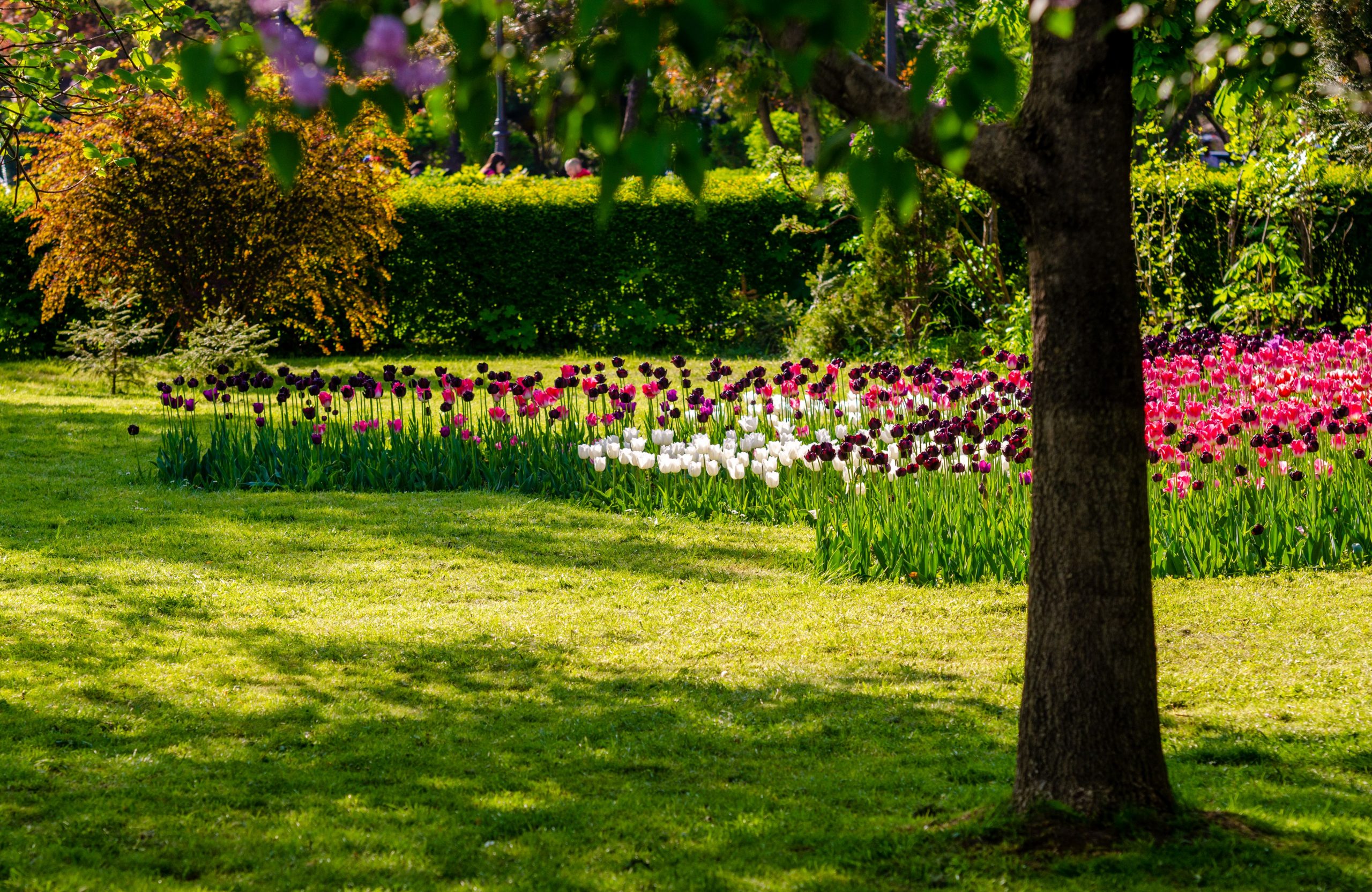 Tulip flower bed in white, pink, and purple with green lawn and hedges behind, a tree trunk on the right.