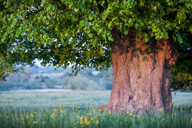 Large tree with a thick, textured trunk and dense green canopy over a grassy field dotted with yellow wildflowers.