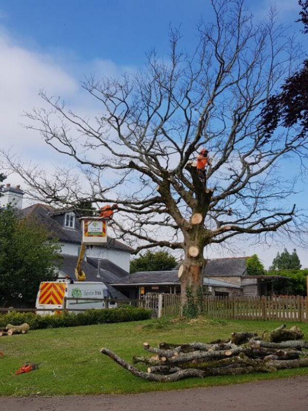 Tree Surgery