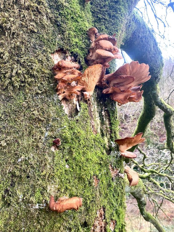 WhatsApp Image 2025-12-03 at 11.19.02