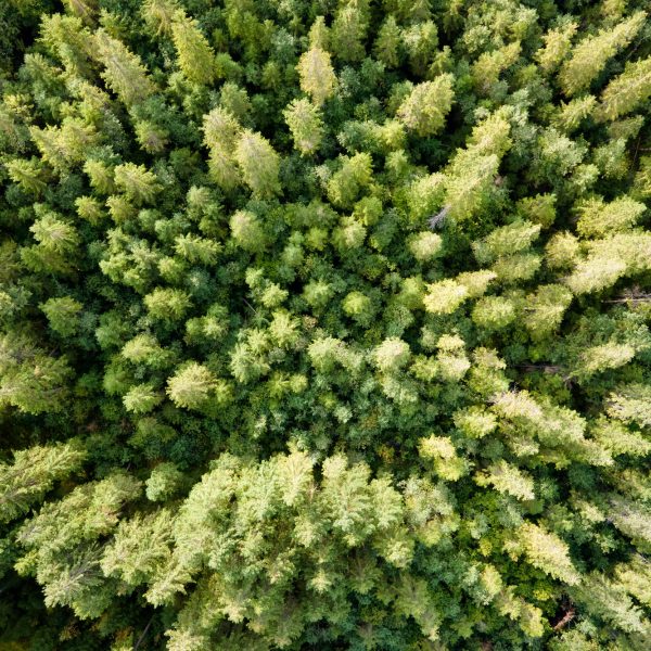 Aerial view of green pine forest with dark spruce trees. Nothern woodland scenery from above