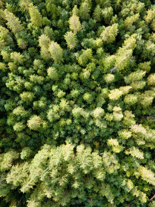 Aerial view of green pine forest with dark spruce trees. Nothern woodland scenery from above