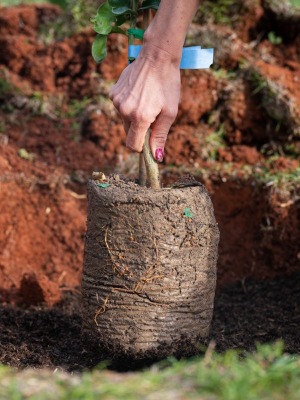 Closeup view of a female hand planting a new tree