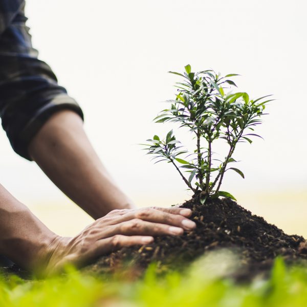 Planting trees