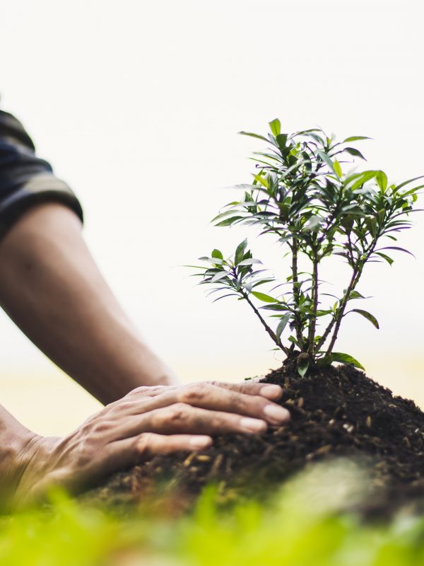 Planting trees