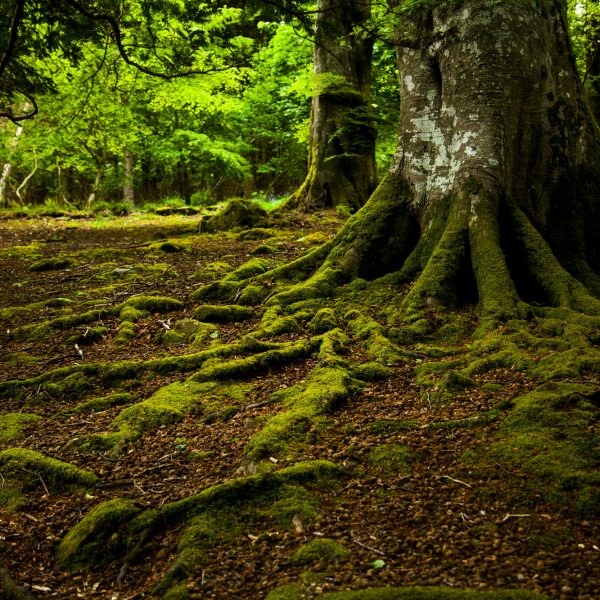 Tollymore Forest Park, Newcastle, UK