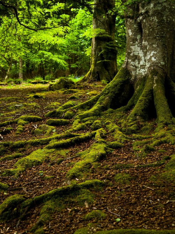 Tollymore Forest Park, Newcastle, UK