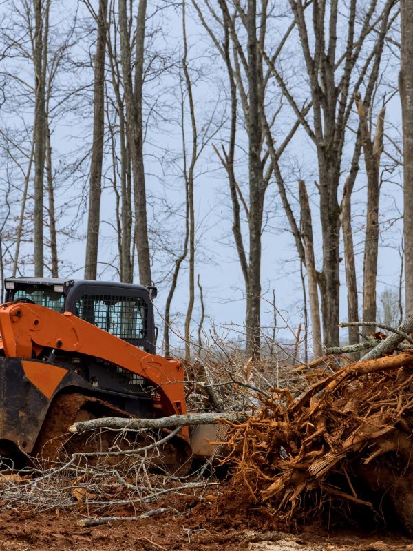 Tree clearing for housing preparation land new residential development