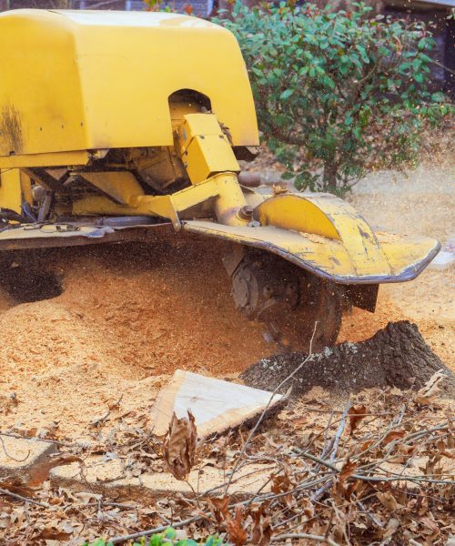 Tree stump grinding process in a wooded area during autumn with wood chips scattered around