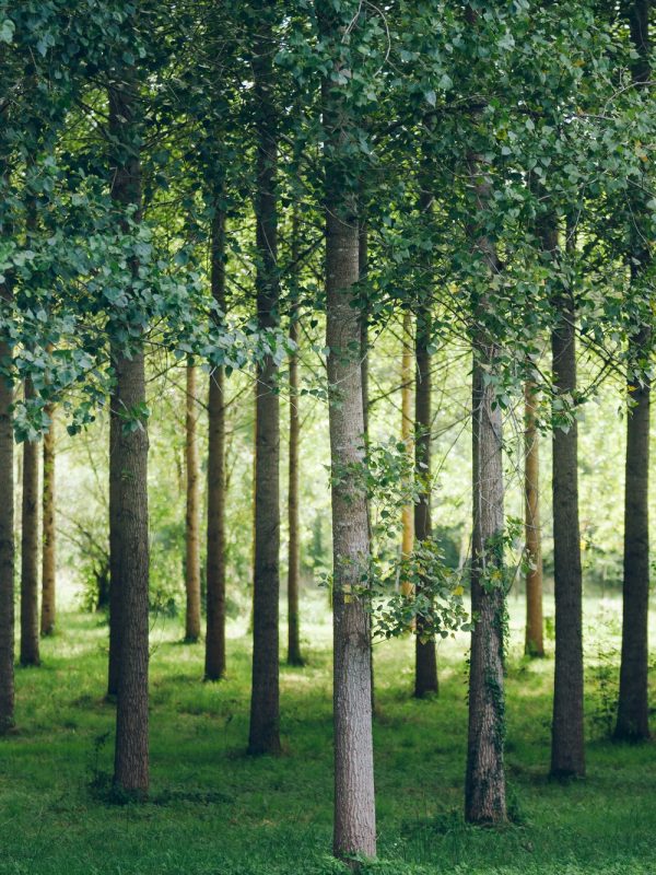 Trees planted in a row in the forest